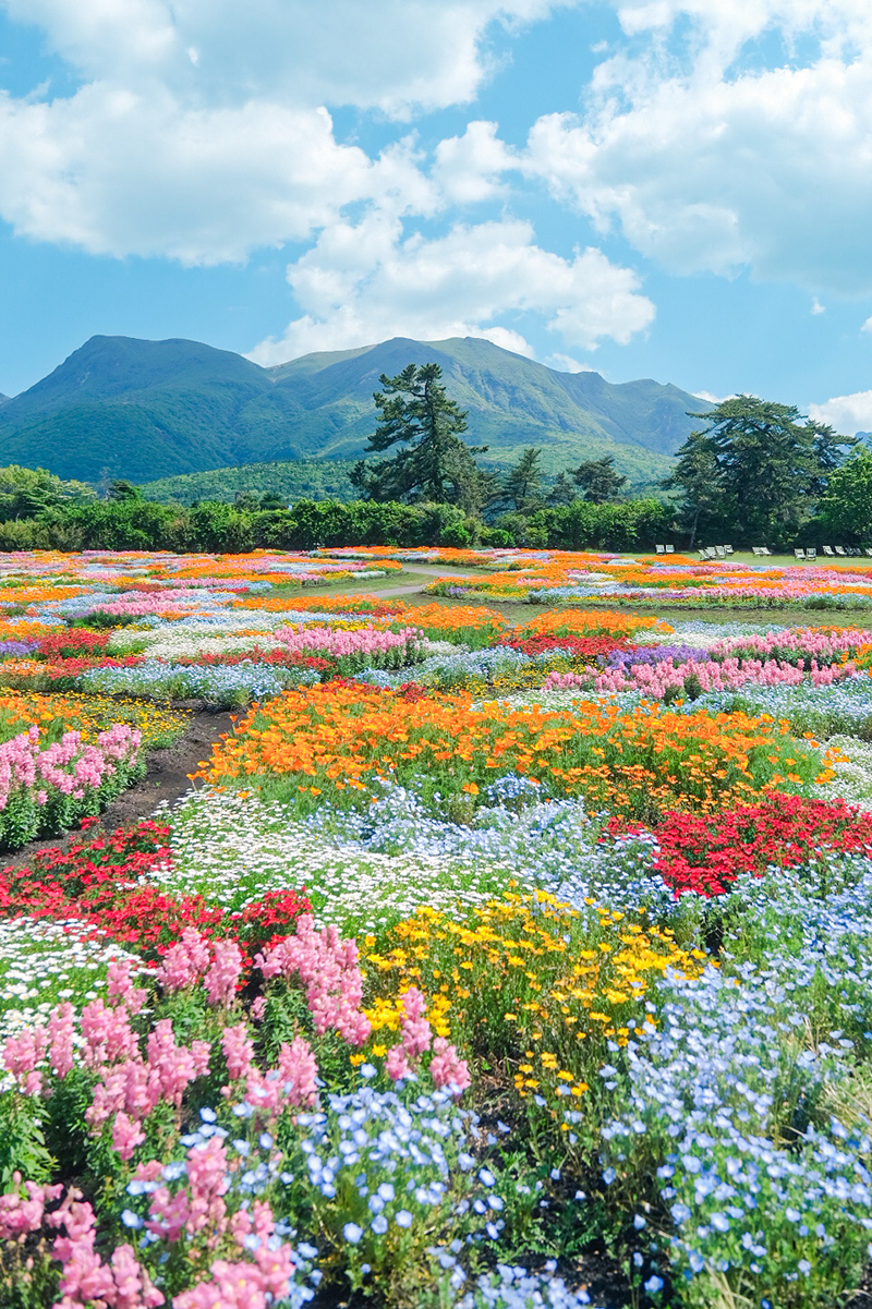 フォトグラファー宵月絃が富士フイルムX-T4で撮影した鮮やかな花畑の作例写真