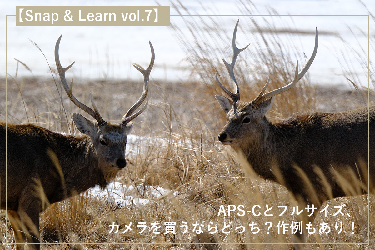 APS-Cとフルサイズ、カメラを買うならどっち？作例もあり！